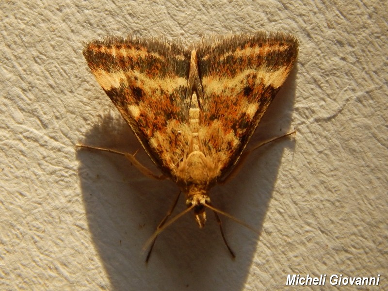 Pyrausta ? S, Pyrausta despicata